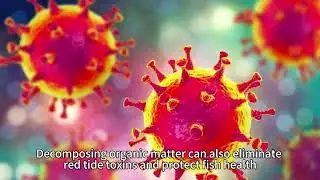 Application of ozone decomposition catalyst in water quality management of Marine museum