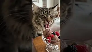 Adorable Cat Enjoys Ice Cream 😻🍓🍫 | ASMR Cat Moment