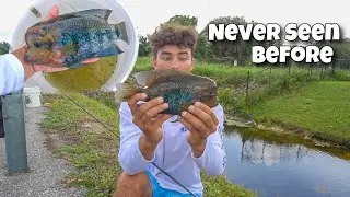 Catching EXOTIC FLOWERHORN Species In A CREEK!