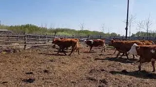 Hun T&uuml;rk livestock Import Export KFT