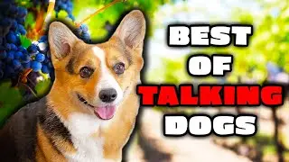 Best Talking Dog Videos (pt 2)
