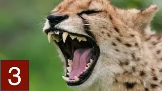 Cheetah Simulator -  #3 Compatible with iPhone, iPad, and iPod touch   iPhone 5.