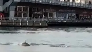 🐬🐬 Dolphins have appeared in the center of #Istanbul, the Golden Horn.