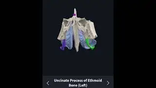 3D anatomy &nbsp;uncinate process of the ethmoid bone