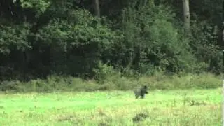 Effarouchement de sanglier - système KRYOS - Bestwarden 2013