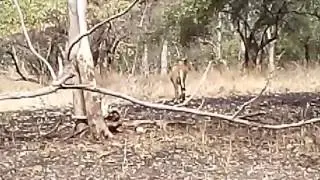 Sasan gir kankae mata live sinh darshan