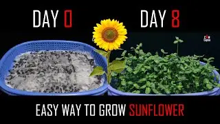 SUNFLOWER GROWING TIMELAPSE - How to grow Sunflower  Microgreen in 8 days