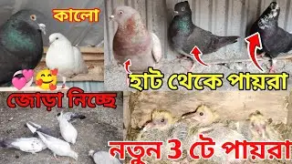 🕊️হাট থেকে নতুন পায়রা এনেছি তিনটে 😱 কালো ম্যাডামজি পায়রা জোড়া নিচ্ছে❤️ | MyPigeonsKB