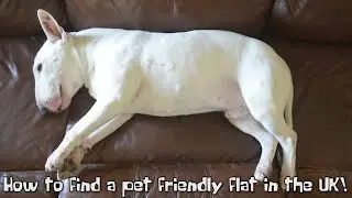 How to find a PET FRIENDLY FLAT in the UK!