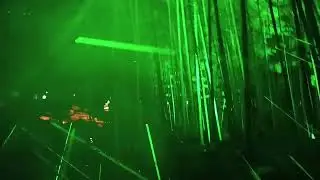@foresta laser di notte