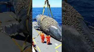 Huge Whale Covered in Thousands of Barnacles Saved by Rescue Team 🐋🆘