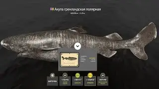 📢СТРИМ РР4🔥МОРСКИЕ ПРИКЛЮЧЕНИЯ ПРОДОЛЖАЮТСЯ🔥РУССКАЯ РЫБАЛКА 4