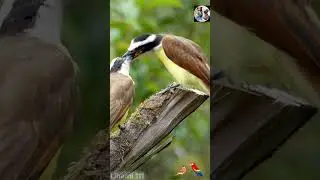 Mysteries of Amazon Paradise Birds | Lihami 111 #BeautifulBirds #Birds4K #NatureRelaxation