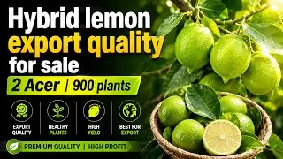 Hybrid lemon export quality for sale|2 Acer|900 plants
