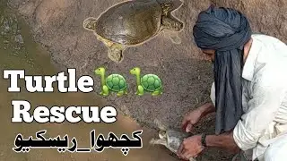 Turtle Rescue! | He saved a turtle&rsquo;s life in the ocean | #animals #reptile  #dinosaur #tortoise