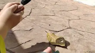 Magnifier can burn the leaves!! Science experiment by Kyle 10th Dec 2023