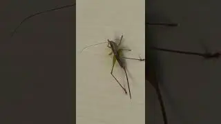 Straight-Lanced Meadow Katydid