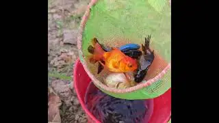 Beautiful Real Catch Fish Collection | American Carp, Guppy, Goldfish & Koi Pond Life