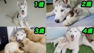 こんなに可愛くて面白くて優しいハスキー犬を見たことがない「ハスキー犬の4年間の成長記録」