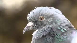 Testing Video Camera Panasonic HDC-SD60
