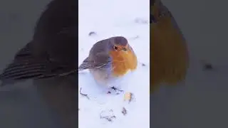 Why do Robins have red chests? Granny explains it all! #familyfun #fyp #youtubeshorts #ks1 #funfacts