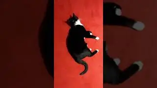 A cat being very cute! #Shorts