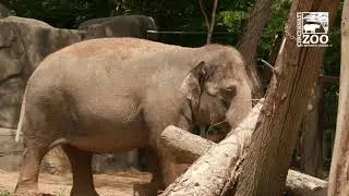 Elephant Trek Ground Breaking - Cincinnati Zoo