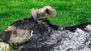 Goose Chaos in the Pond!  Salus & Athena Panic & Run on Water!