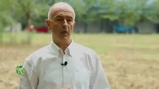 Setva pšenice na pravi način: Reč struke – Dr Nikola Hristov