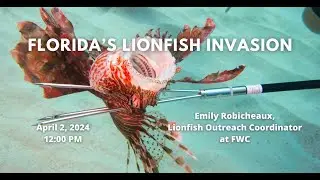 April 2024 Lagoon at Noon - Florida's Lionfish Invasion