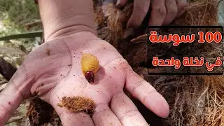 سوسة النخيل الحمراء تقضى على النخلة الام فى اسبوع || أكبر خطر يهدد النخيل فى العالم