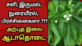 Adathodai Plant Uses In Tamil | Adathodai Ilai Maruthuvam | Adathodai Leaf Benefits In Tamil