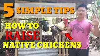 5 SIMPLE TIPS HOW TO RAISE NATIVE CHICKENS|RAISING CHICKENS|BACKYARD FARMING