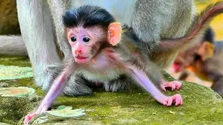 Monkey mother take good care care her baby