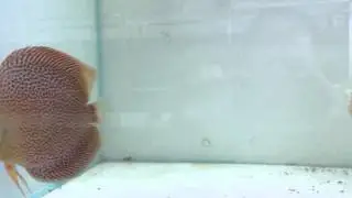 Discus Center Hamburg  -  Spider Leopard & Golden Leopard Diskus - Zuchtpaaren