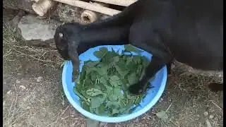 ghas khadai
