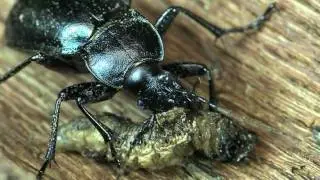 Carabus violaceus