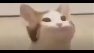 POP YAWGI