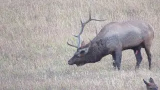 Bull Elk peeing on himself
