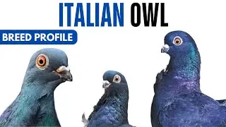 Italian Owl Pigeon Breed Profile - History - Italian Owl Pigeon Health Issues Price Training