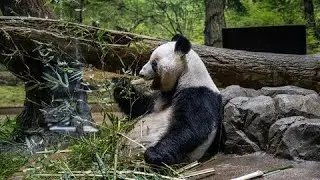 Les deux derniers pandas g&eacute;ants au Japon rentrent en Chine