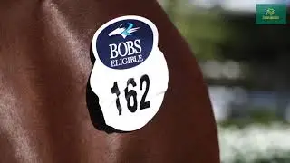 Lot 162 Shalaa x Miss Salinger colt - Shane Nichols Racing