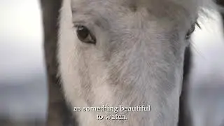 Taught by Wild Horses:  Ethology, Trust, Behaviour, and Relationship 40 secs