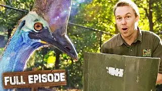 Riot Shields Required for Aggressive Cassowaries 🛡| The Wild Life of Tim Faulkner S1 Ep 7 | Untamed