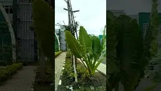 nyampe kampuss
