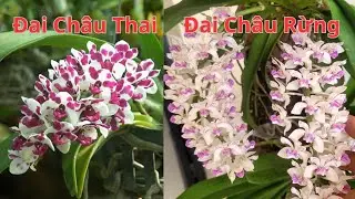 Đai Châu Rừng Và Đai Châu Thái: Sự Khác Biệt Của Hai Dòng Lan