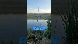 Barbel bite Korum 1.5Ib Alrounder #wędkarstwo #rybne ugryzienie