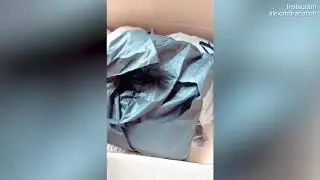 Video: Alex Nation flaunts $600 worth of freebies from fashion brand