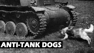 Using Dogs To Destroy Tanks - Anti-Tank Dogs