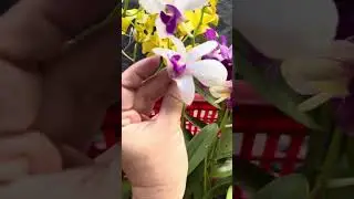20 kh&oacute;m lan 20 mặt hoa, 250ka bao ship - 0974100121
